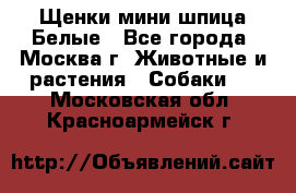 Щенки мини шпица Белые - Все города, Москва г. Животные и растения » Собаки   . Московская обл.,Красноармейск г.